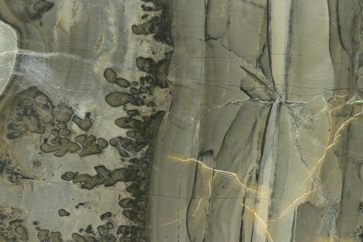 Triassic Aged Stromatolite Fossil - England #130933